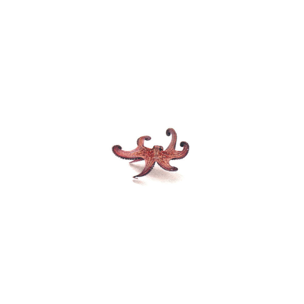 My Octopus Teacher