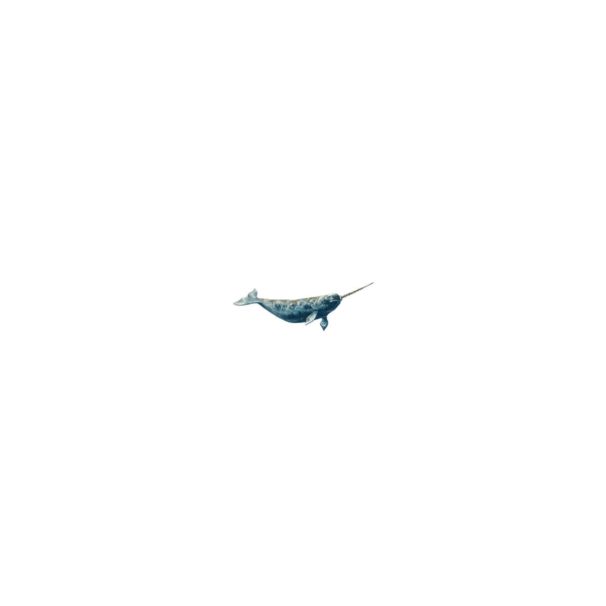 Narwhal