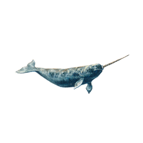 Narwhal