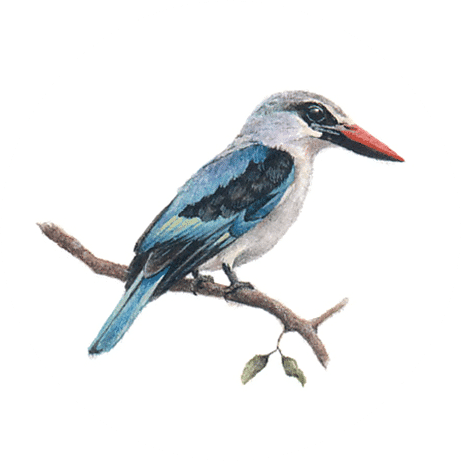 Woodlands Kingfisher