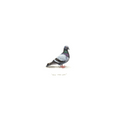 Pigeon
