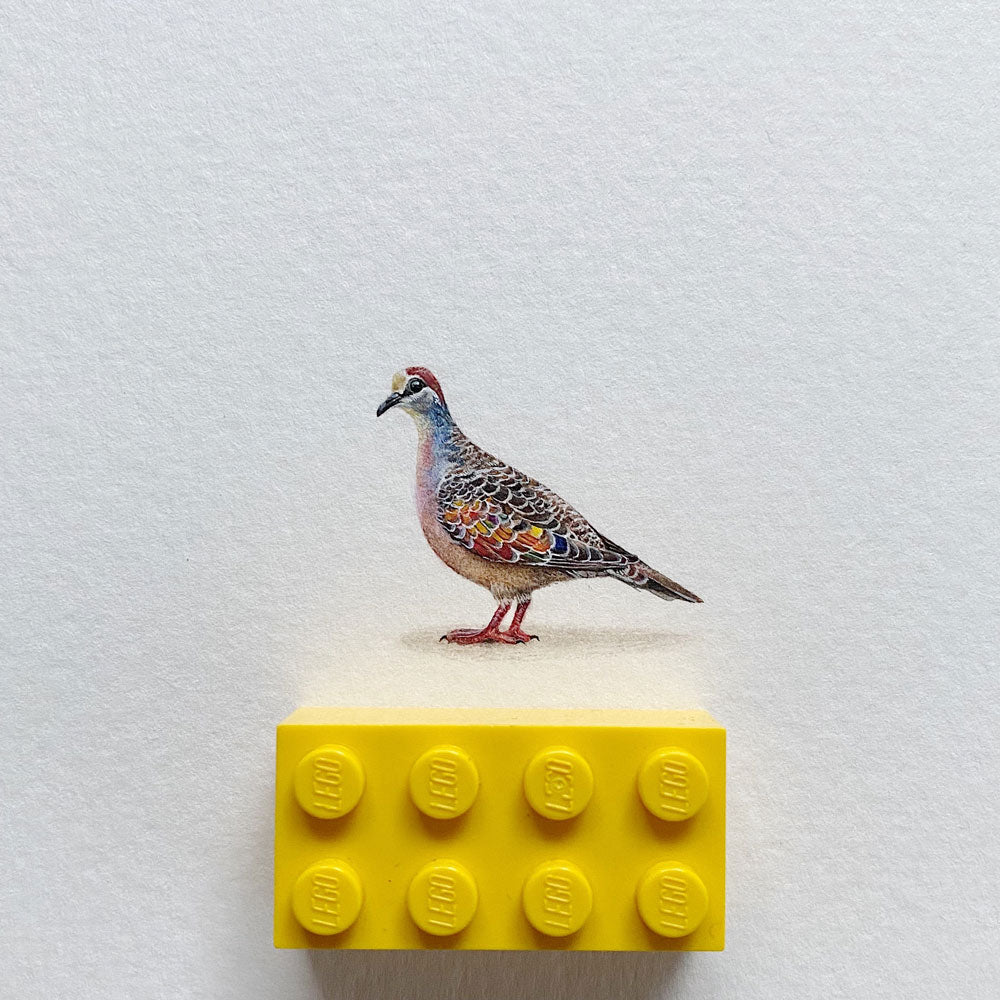 Rainbow Bird