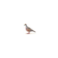 Rainbow Bird