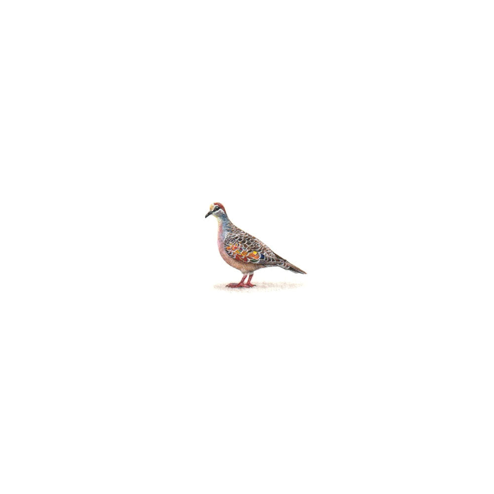 Rainbow Bird