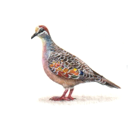 Rainbow Bird