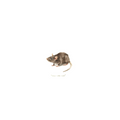 Rat