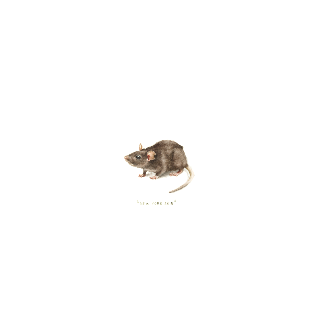 Rat