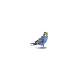 Budgie (Edition of 20)