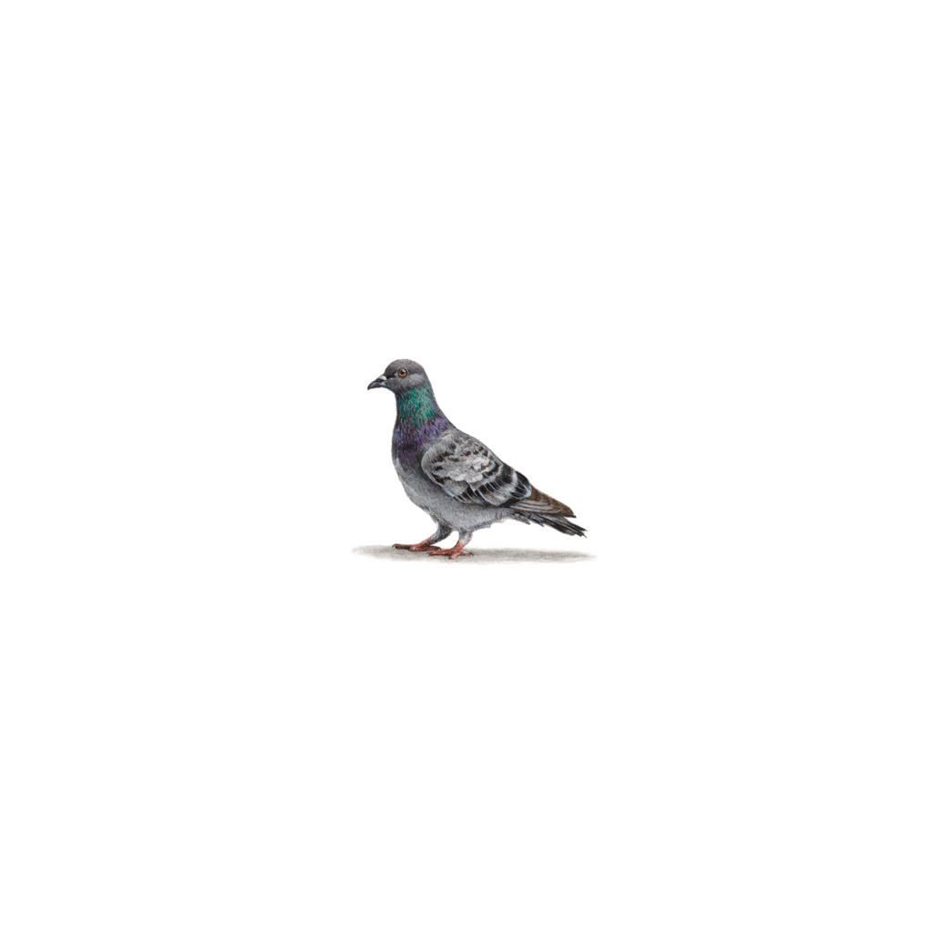 Pigeon Original