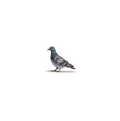 Pigeon Original