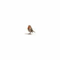 Robin Original