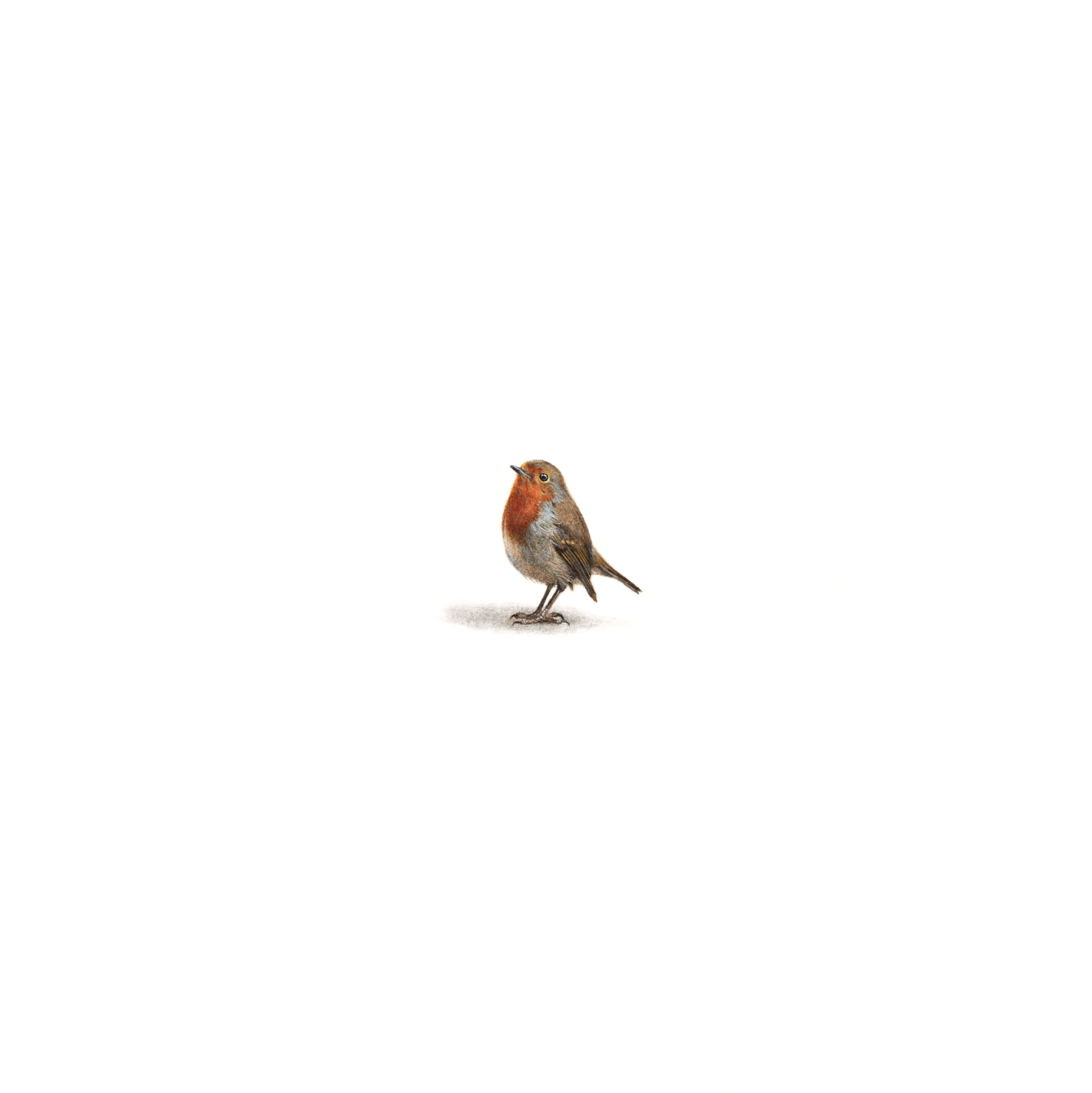 Robin Original