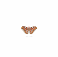 Atlas Moth