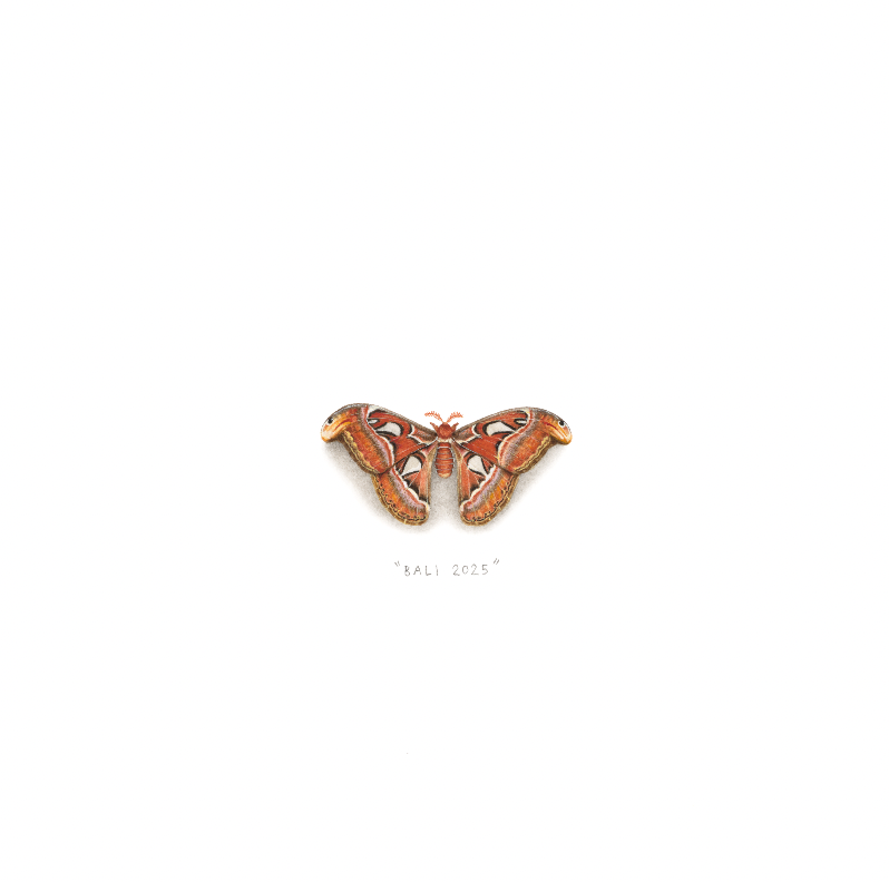 Atlas Moth