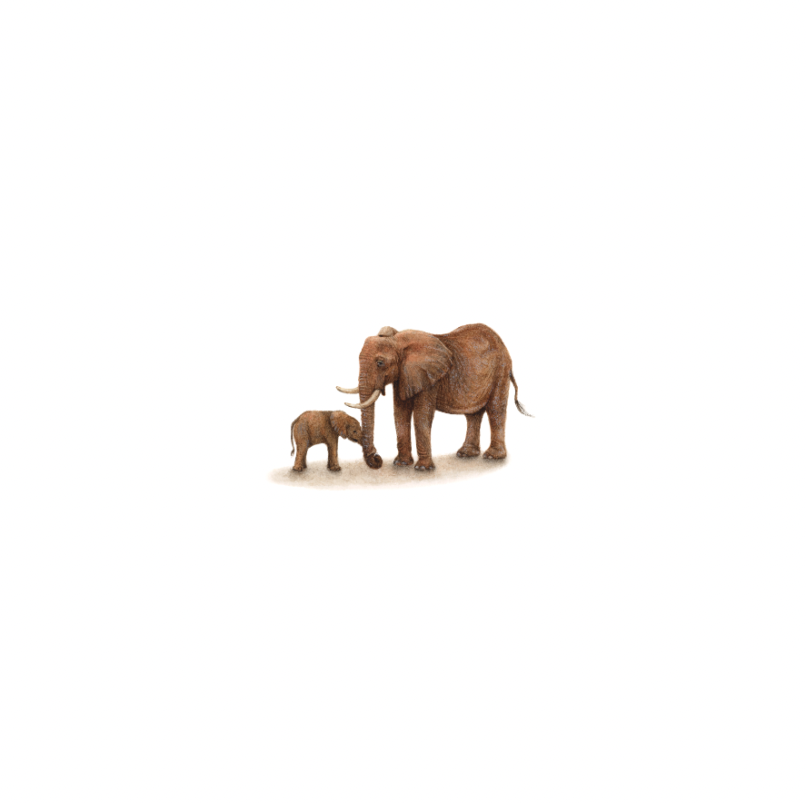 Elephants