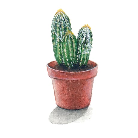 Hairy cactus