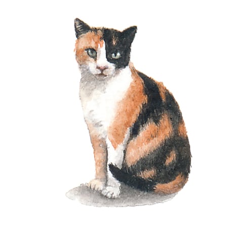 Calico Cat