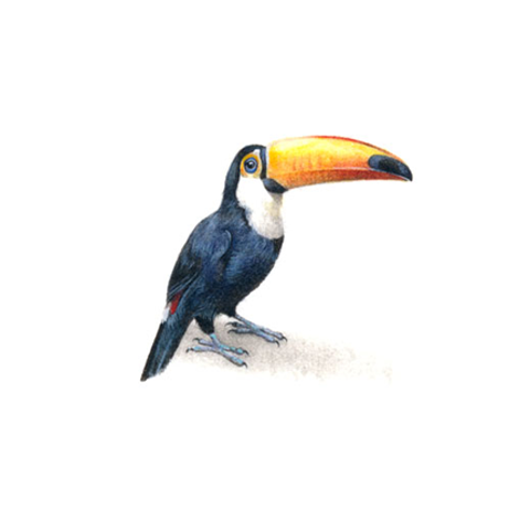 Toucan