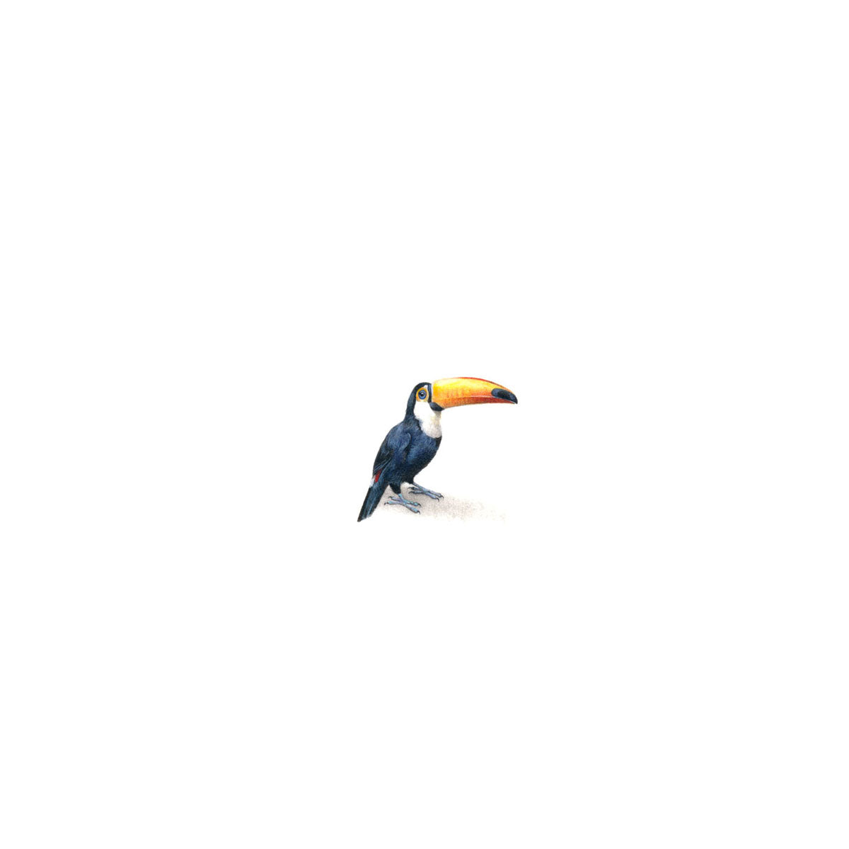 Toucan