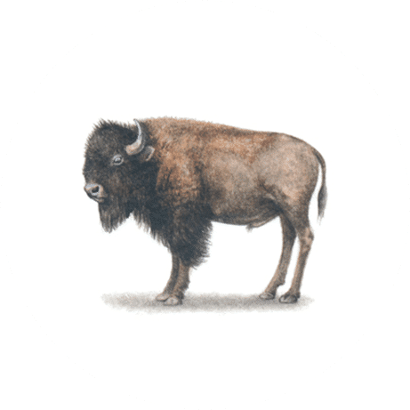 Bison