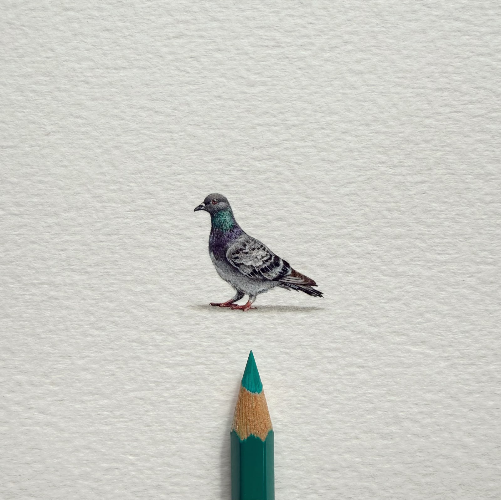 Pigeon Original