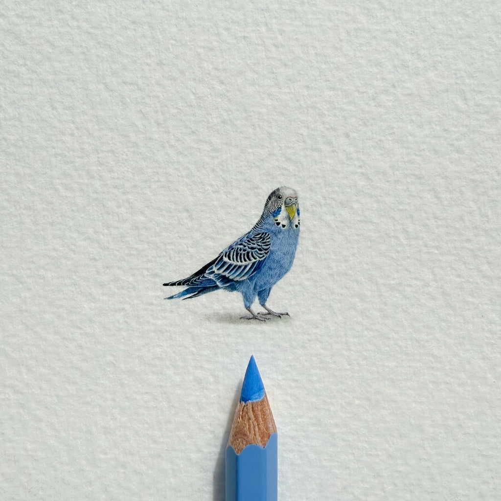 Budgie (Edition of 20)