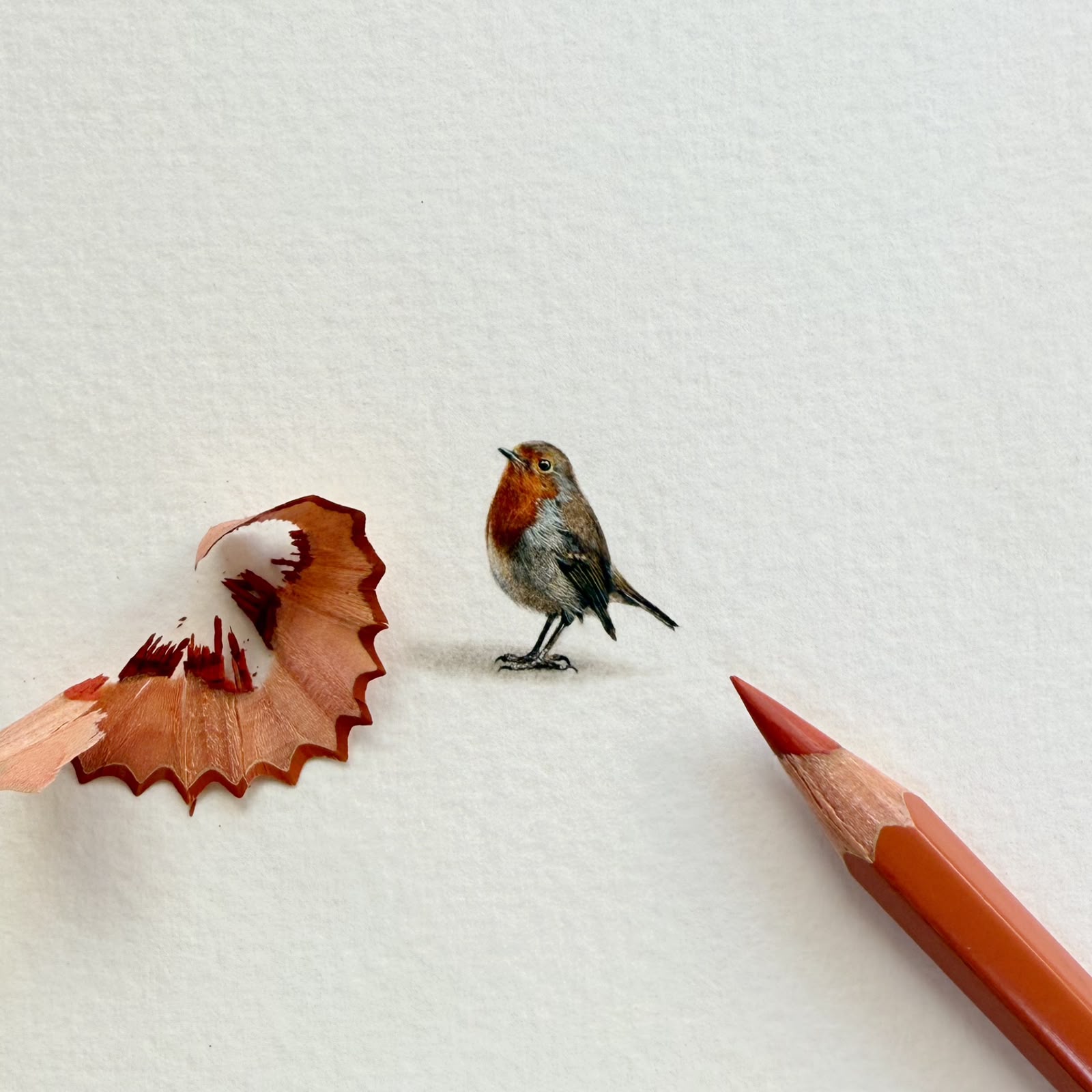 Robin Original