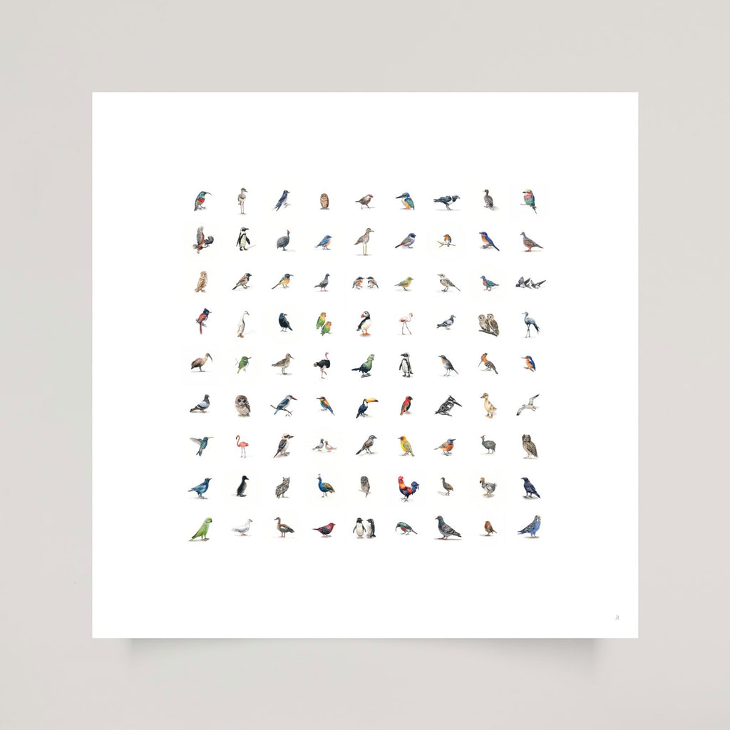 The Bird Collection