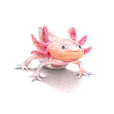 Xochimilco the Axolotl