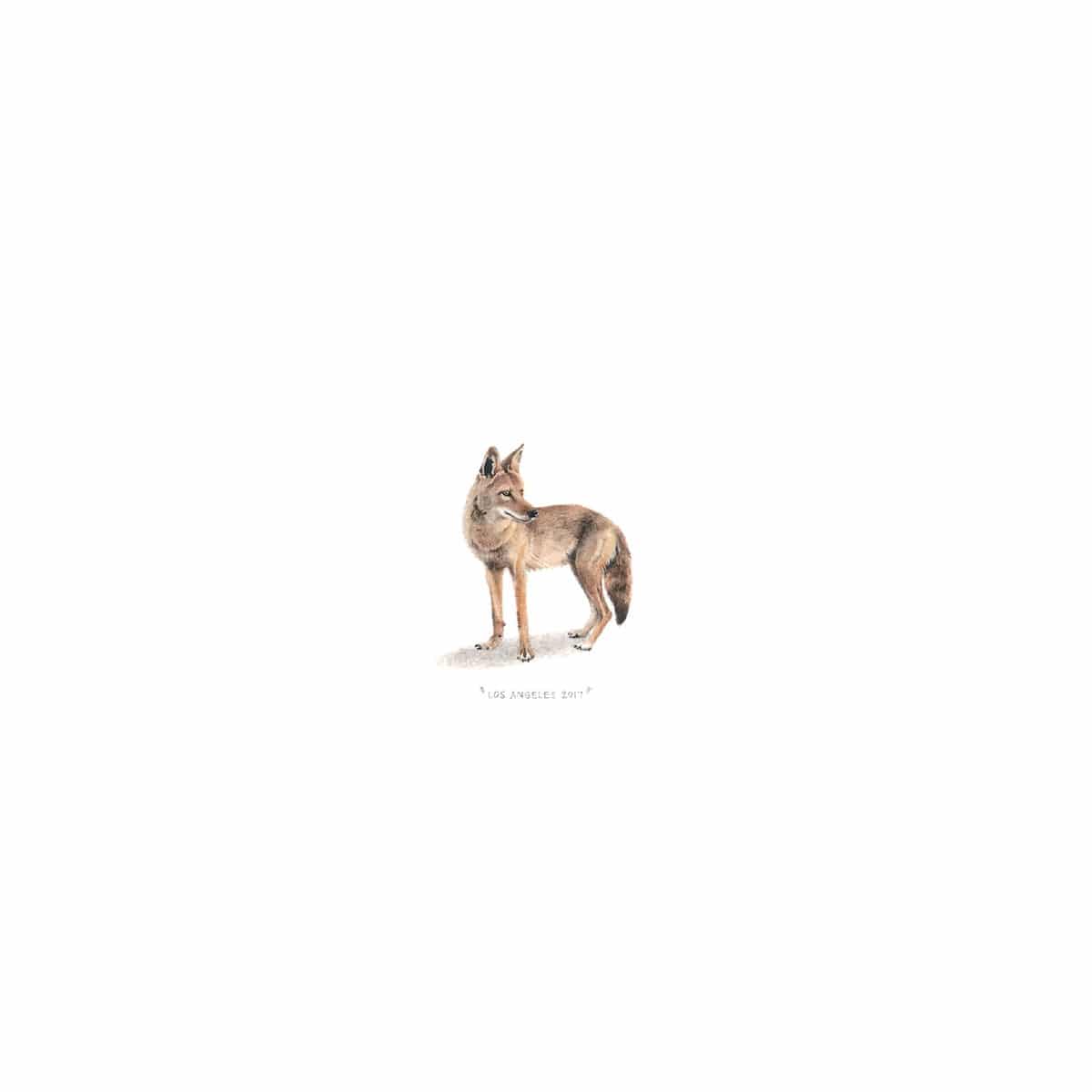 Coyote