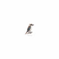 Kookaburra
