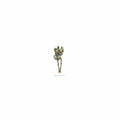 Palm Tree
