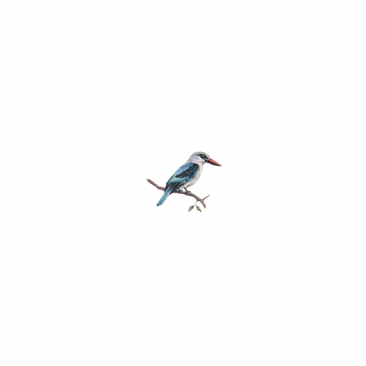 Woodlands Kingfisher